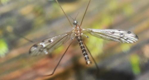 Achyrolimonia sp.